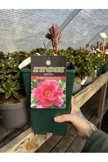 Півонія Іто-гібрид Янкі Дудл Денді купити в контейнері 4л